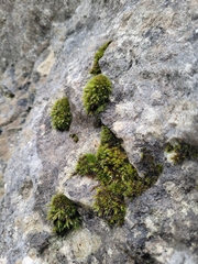 Grimmiaceae