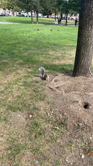 Sciurus carolinensis