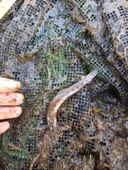 Cobitis taenia