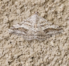 Digrammia pallorata