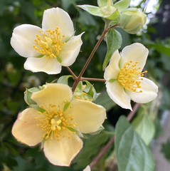 Philadelphus mexicanus