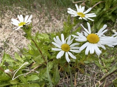 Tripleurospermum maritimum