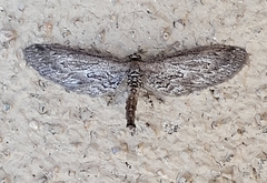 Glaucina interruptaria
