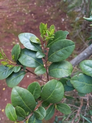 Azara integrifolia