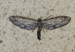 Glaucina interruptaria