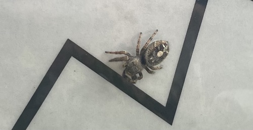 Bold Jumping Spider photographed in Colorado