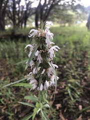 Monarda citriodora austromontana