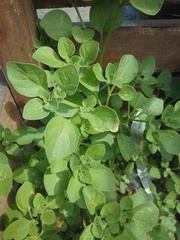 Salpichroa origanifolia