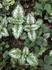 Lamium galeobdolon argentatum