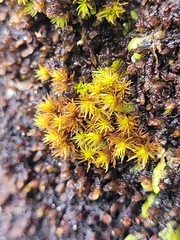 Didymodon