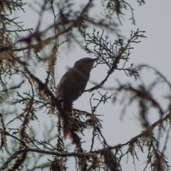 Cranioleuca erythrops