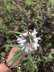 Monarda citriodora austromontana