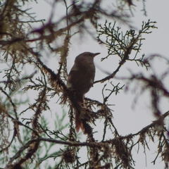 Cranioleuca erythrops