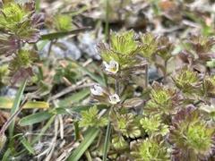Euphrasia frigida