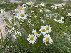 Tripleurospermum maritimum