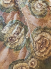 Cristulariella depraedans