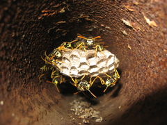 Polistes dominula