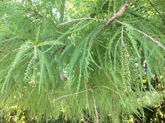 Taxodium distichum