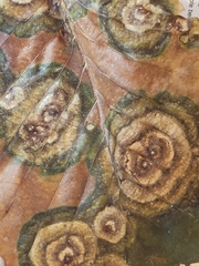Cristulariella depraedans