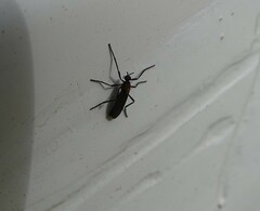 Plecia ruficollis