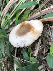 Lepiota cristata