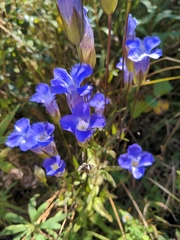Gentianopsis crinita