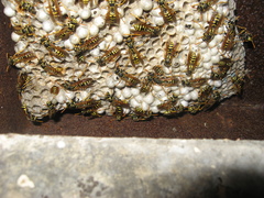 Polistes dominula