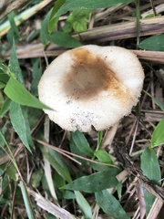 Lepiota cristata