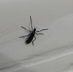 Plecia ruficollis