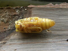 Deretrachys juvencus