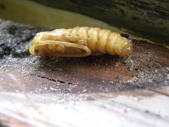 Deretrachys juvencus