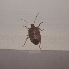 Halyomorpha