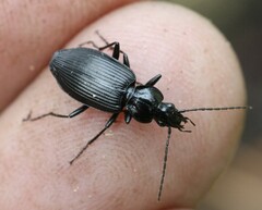 Limodromus krynickii