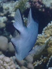 Amblyglyphidodon indicus