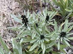 Omalotheca norvegica