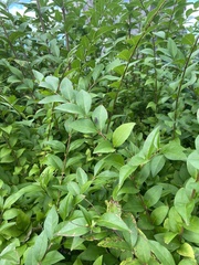 Ligustrum ovalifolium