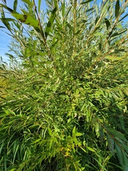 Salix eriocephala
