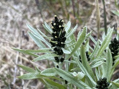 Omalotheca norvegica