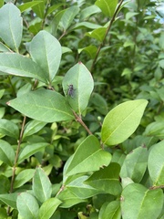 Ligustrum ovalifolium