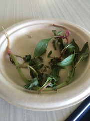 Amaranthus tuberculatus