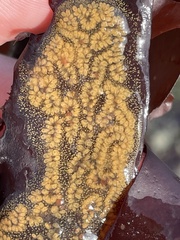 Botrylloides violaceus