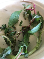 Amaranthus tuberculatus