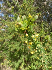 Berberis microphylla