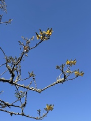 Pterocarpus angolensis