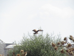 Buteo rufinus