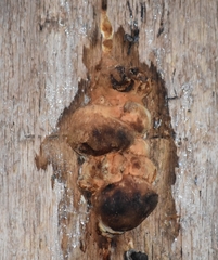 Fomitopsidaceae