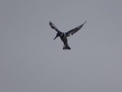 Ceryle rudis rudis