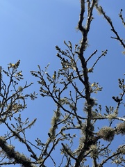 Pterocarpus angolensis