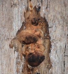 Fomitopsidaceae