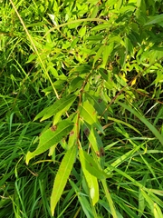 Salix eriocephala